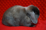 thumb_1f0eec7a4763ffa4c2c2d85644105970.jpg