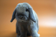 thumb_63c655273482e8c5cda7336278f0fdfc.jpg