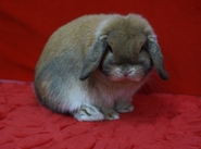 thumb_f8462e2c337446bc7099c06a5d4a89a2.JPG